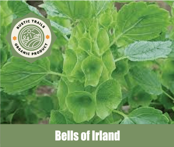 Bells of Ireland, Moluccella laevis